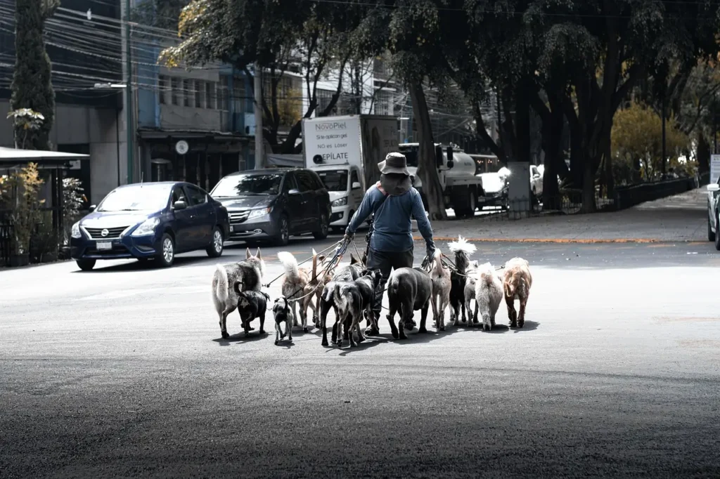 dog walking for cash